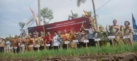 GKR Hemas panen bawang merah di Dusun Klayar, Kedungpoh